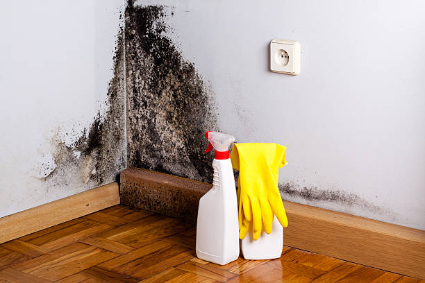 Why You Should Choose Our Mold Remediation Services in Horseheads North, NY